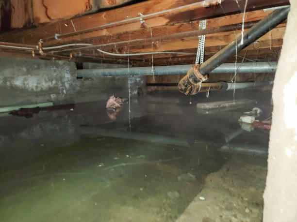 Best Water damage cleanup near me  in Hermitage, PA