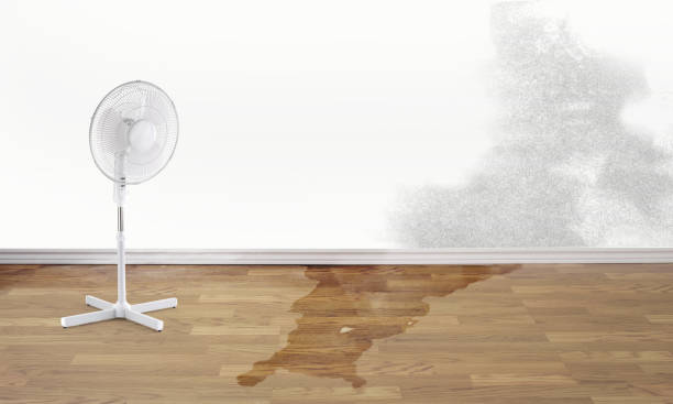 Best Professional water damage repair  in Hermitage, PA